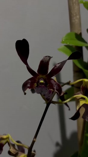 Bunga hitam #anggrek #flowers #plants #fyp #orchid #dendrobium #black #blackflowers