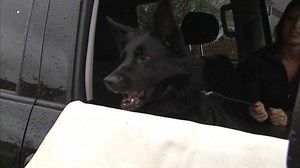 Designer Dogs: How Far Would You Go To Protect Your Family?