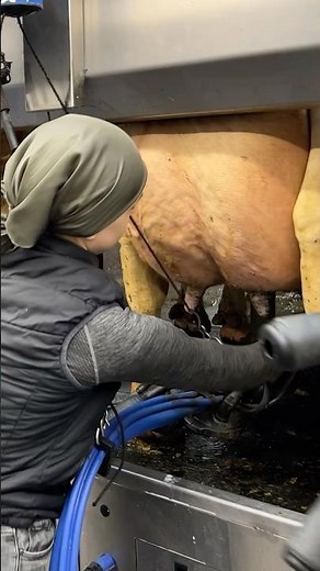 🐄🌾 Milking Cows with Huge Udders