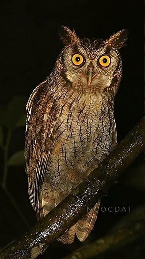 Owl Sounds at Night | Real Owl Calls | Nature Sounds #Shorts