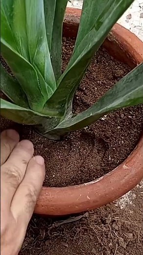 That's how I propagate agave plant