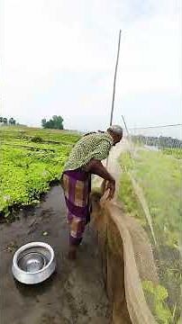 Village Life: Unbelievable Fish Catching in the River! #fishing #fish #fishingtechniques