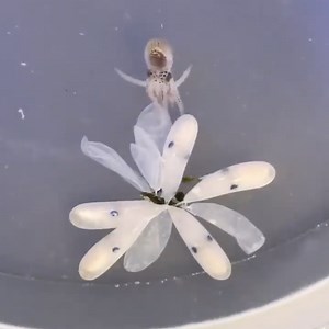 Mesmerizing Footage of a Tiny Baby Octopus Changing Color as It Bursts Out of Its Egg Sac