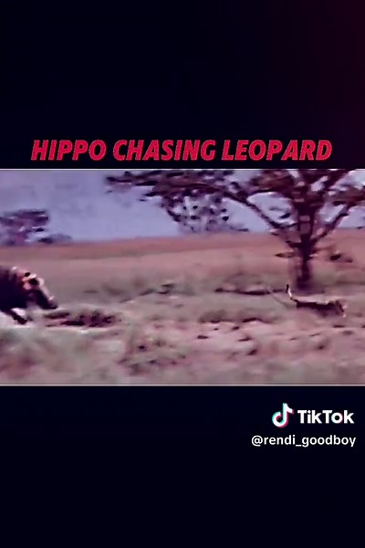 Hippo's Anger at Leopard: A Wild Encounter