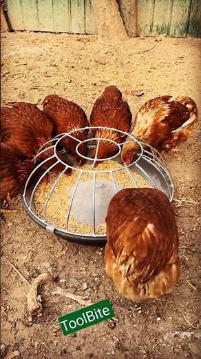 Easy Way to Feed Chickens | Best Chicken Feeder for Poultry Farms #chickenfeed
