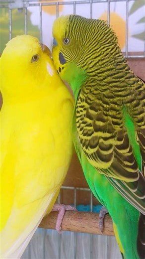 Why Are These Two Birds Talking Like THIS Again?! 🐦👀