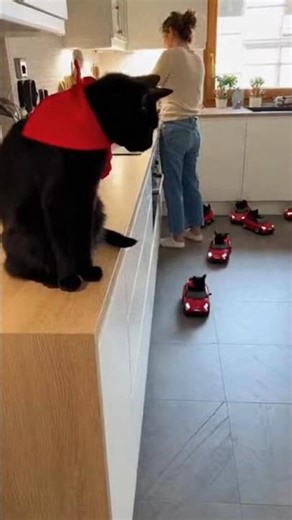 Baby gang in a Fiat 500: traffic jam in the kitchen 😼🏎️🔥 #blackcat