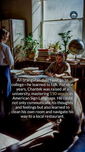 An orangutan did not just go to college he learned to talk using about 150 signs. #history #didyouknow #animalfacts | Ancient Star