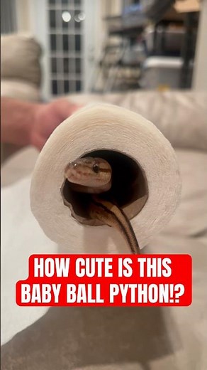 How CUTE is this baby Ball Python😍