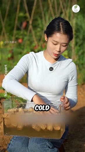 China's Smart Corn Farming Trick! #shorts