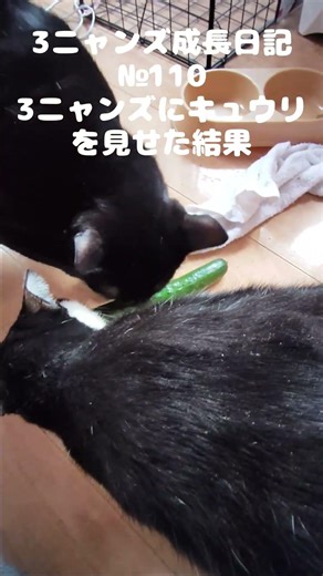 3 Cats Growth Diary No. 110 Prank Fail #cat #lifewithcats #cat #neko #rescuedcat #cat #cucumber