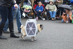 Pugs Gather for 'Star Wars-Themed Pug Parade' and it's AWESOME!