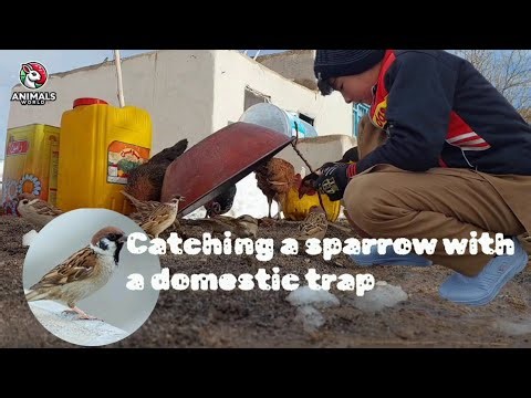 Catching sparrows with a homemade trap#animals #sparrows