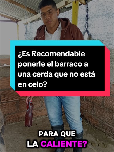 ¿Es Recomendable ponerle el barraco a una cerda que no está en celo? #parati #cerdos #Campo #porcicultura