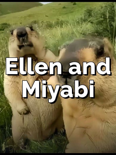 She’s not your average office worker... she’s the CEO of stealing hearts 🖤🐺 That look? Cold but captivating. That outfit? Business with a hint of danger. When elegance meets attitude, and your waifu shows up like a boss 😈💼 Fox ears, fierce eyes, and curves that stop time — she doesn’t need to speak to be unforgettable. Warning: looking too long may cause instant obsession 💌 #animegirl #waifu #kawaii #zzz #zenlesszonezero