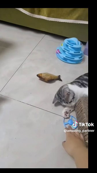 Adorable Cat Toys: Cats' Favorite Playthings Revealed!