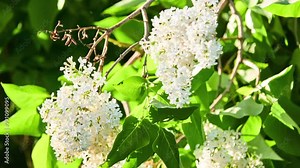 Syringa vulgaris, lilac or common lilac, is flowering plant in olive family Oleaceae, native to Balkan Peninsula, where it grows on rocky hills.