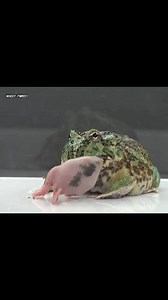 Army Horned Frog Eating Mouse | Insect Forest