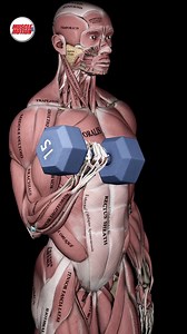 155K views · 1.7K reactions | Think biceps are only in your arms?...