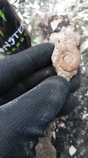 fossil ammonite #dinosaur #paleontology #geology #fossils #ammonite #ammonite #dino #minerals