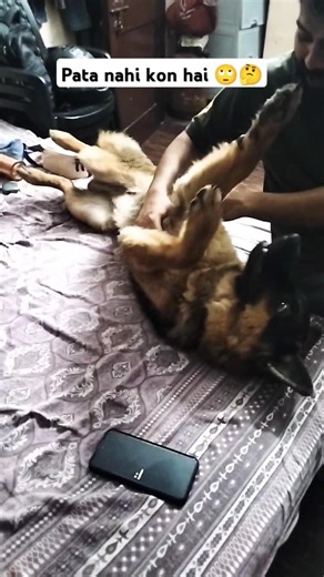 आज रात में सपना देखने के बाद कि सोच😊 #viral #germanshepherd #trending#shorts#reach #goosebumps #fun