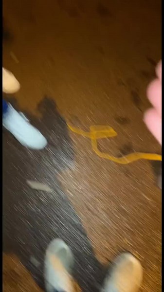 5 inch shell🤩 #fy #fyp #vuurwerk #firework #shell #5inch #fypシ #fypage