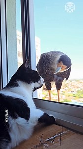 Cat remains unbothered as falcons try to attack it | Blockbuster Buzz