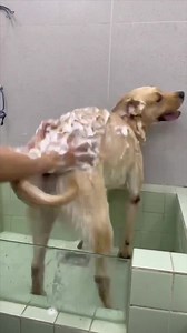 He's so excited to take a bath 😂 | Hilarious Ted