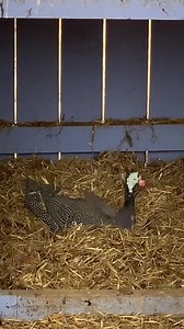 Just a guineahen building a nest, if you’ve never seen one do this 🤗 here ya go. Lucky for her that there’s all this convenient straw laying around 🙄. Find us below at: cwr.networkforgood.com Venmo @cwrescue CashApp $cwrescue PayPal @waterfowlrescue Insta @waterfowlrescue Facebook @cwrescue TikTok @waterfowlrescue #carolinawaterfowlrescue #wildliferescue #carolinarescue #charlottewaterfowl #ncnonprofit #animalrescue #birdsanctuary #waterfowlexperts #supportnonprofit #makeadifference #change #v