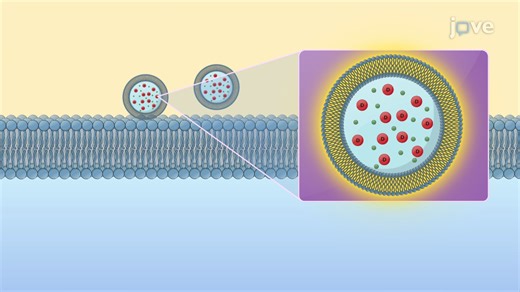 视频: 生物利用度增强：药物渗透性增强