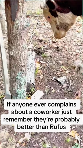 You Dumb Bastard! Makes for a terrible coworker. | Rufus The Bull