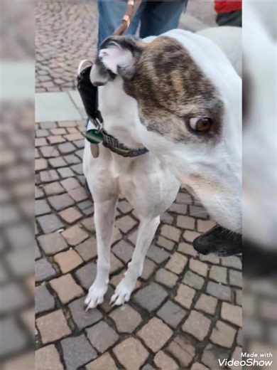 Wir haben heute beim Grazer Galgomarsch teilgenommen und mit dieser Demo an das grauenhafte Schicksal der Windhunde in Spanien aufmerksam gemacht. 📣📣📣 Azul, Java, Lindsey, Noopie, Percy und Maiky waren als Stellvertreter der Greyhounds dabei. 💖 Es war eine großartige Veranstaltung, Polizei hat Strassen abgesperrt und Straßenbahnen mussten uns Vorrang gegeben. 😎😊 Danke an Daniela Bruggraber und dem ganze Organisationsteam für dieses tolle Event. 🙏🙏🙏🐾🐾 www.oesi-greys.at | Ösi-Greys - Gr