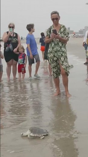 Endangered sea turtle returns to ocean after rehabilitation in Coney Island