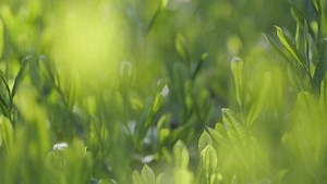 「茶畑」の写真素材 | 40,010件の無料イラスト画像