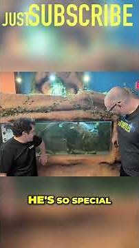 OMG! Rare Fly River Turtle! 😍