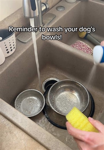 Remember to wash your dog’s water and food bowls every day or as often as you can! @Scrub Daddy sponge is Nut’s designated sponge. #corgi #fluffycorgi #pembrokewelshcorgi #scrubdaddy