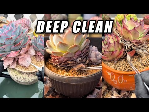 ASMR Deep Succulent Cleaning 🌵 Satisfying Dry Leaf Removal & Crunch Sounds (No Talking)