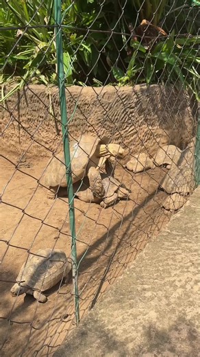 Tortoise Behavior: Understanding Their Copulation Process