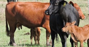 Anaplasmosis bovina: qué es y cómo combatirla