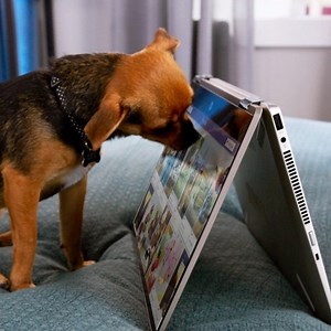 Send boops because this dog just wants to play with the HP Pavilion x360! Get yours here: https://www.lazada.com.ph/shop/hp-official-store | HP Philippines