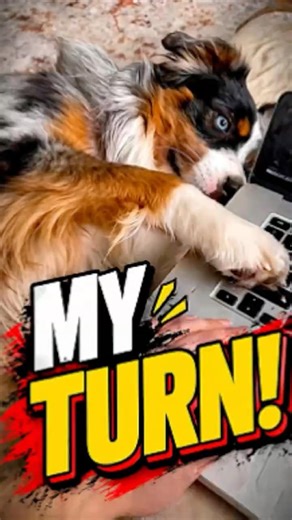 No Work Allowed! My Dog said 😂 #pawventure #shorts