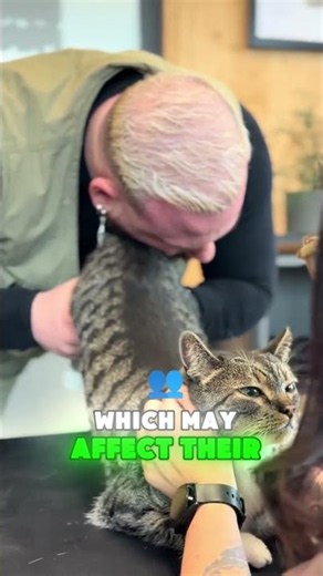 The TRUTH About Munchkin Cats