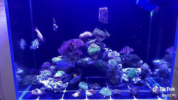 #aquarium #coral #reef #clownfish #sanho