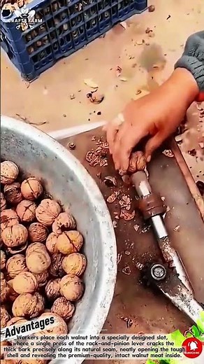 Walnut Cracking and Shell Splitting Technique for Whole Kernels