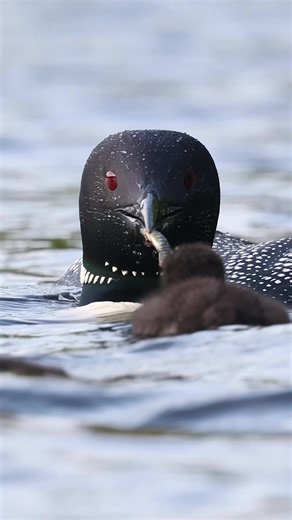 Common loon feeding her baby | loon