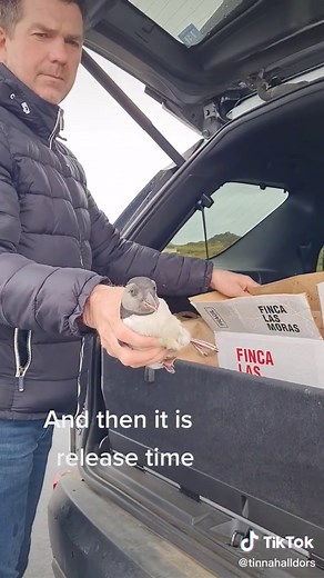 Puffling come home with us, we weigh them, and release them the next day. #Iceland #vestmannaeyjar #pufflings #puffins
