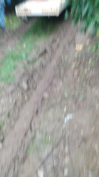 Fruit Picking and Harvesting in a Lush Orchard