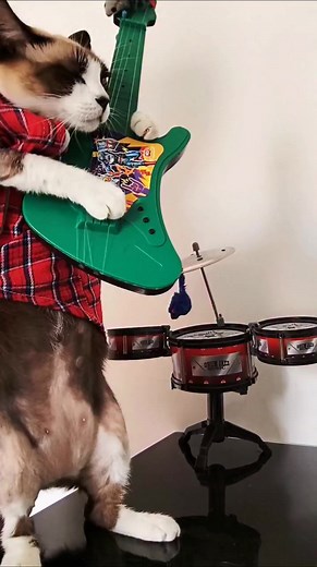 Talking Cats 🐱 . Credits: @romeo_eas_meninas | Gothicat