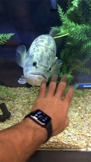 402K views · 924 reactions | POV: FISH Attacking Human | Jiggin' With Jordan | Facebook