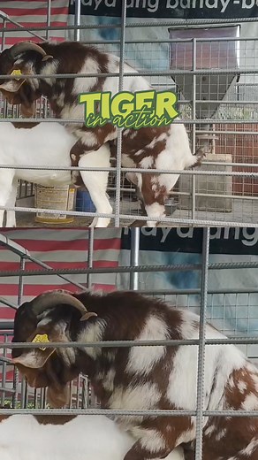 98K views · 213 reactions | Tiger Boer Buck Stud Sire Male Goat #breeding #goatfarming #GOAT | Gonzales Farm | Facebook